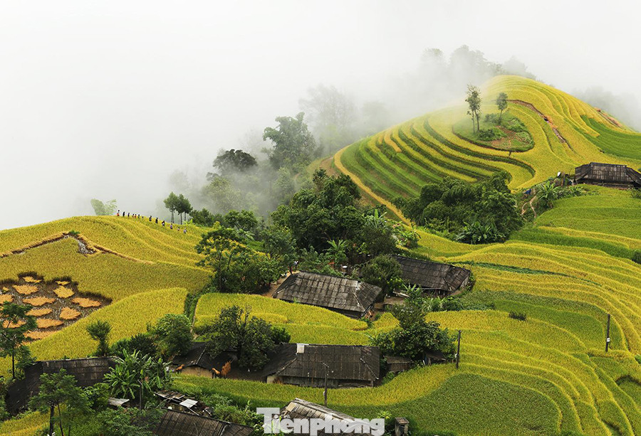 Ngất ngây áng mây bay trên những thửa ruộng bậc thang chín vàng ở Hà Giang ảnh 7