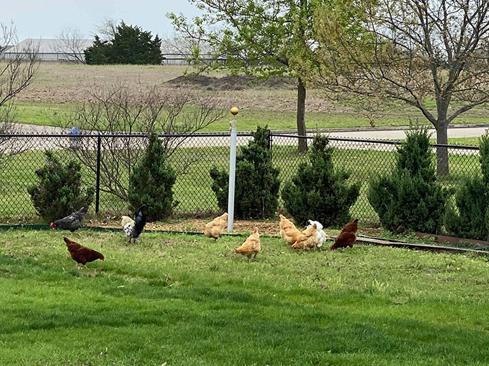 Ca sĩ Hồng Ngọc khoe ảnh nuôi gà, thả cá chống dịch trên đất Mỹ ảnh 2