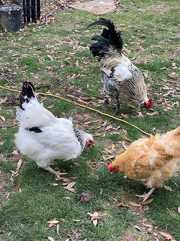 Ca sĩ Hồng Ngọc khoe ảnh nuôi gà, thả cá chống dịch trên đất Mỹ ảnh 1