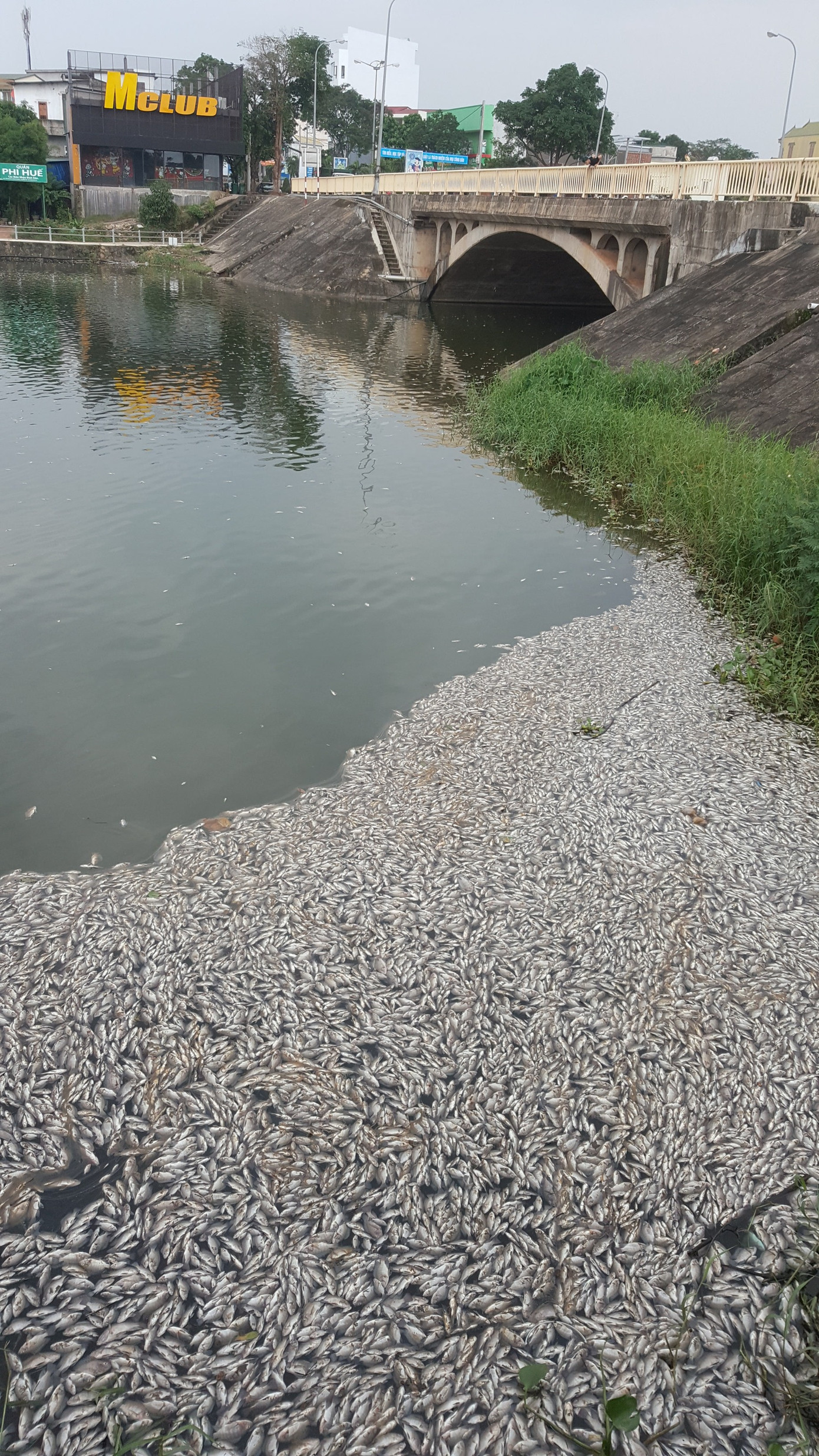Lạnh người trước hàng tấn cá chết nổi trắng hồ ở Quảng Trị ảnh 2