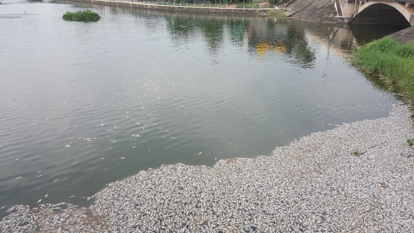 Lạnh người trước hàng tấn cá chết nổi trắng hồ ở Quảng Trị ảnh 3