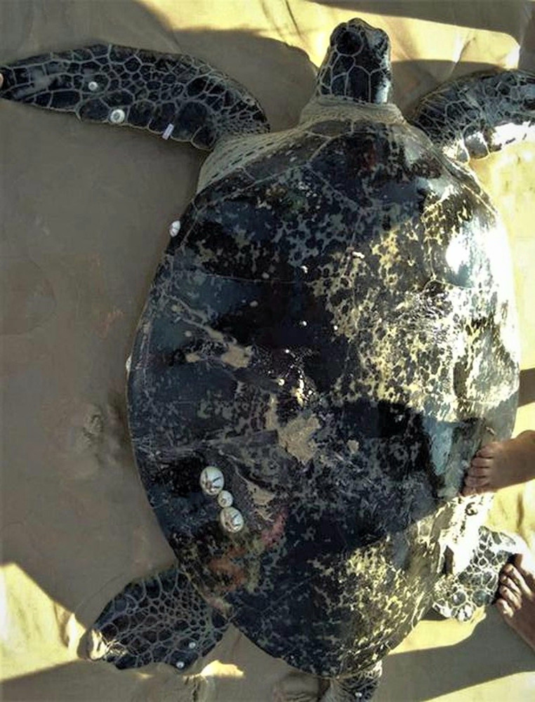 Cứu hộ thành công rùa biển 'khủng' nằm trong Sách đỏ ảnh 1