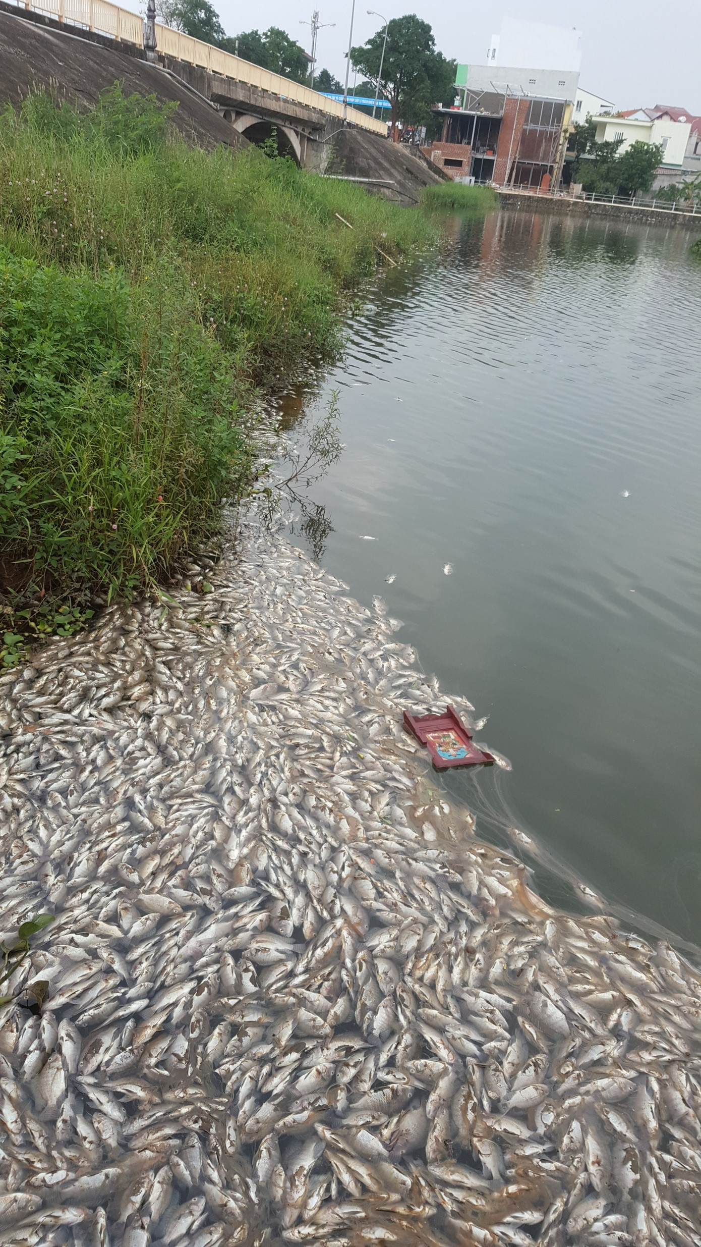 Lạnh người trước hàng tấn cá chết nổi trắng hồ ở Quảng Trị ảnh 4