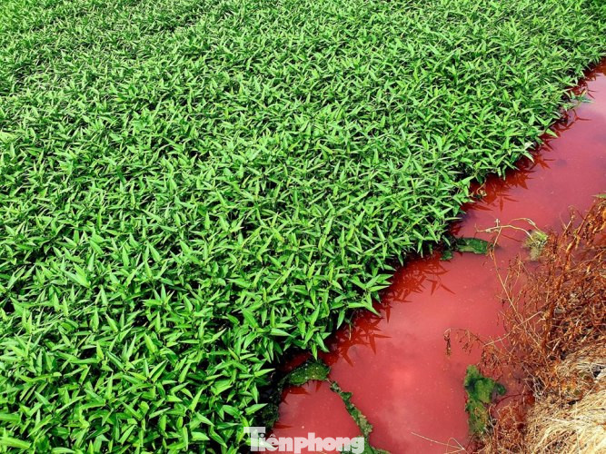 Con suối xuất hiện màu đỏ như máu ở Bình Dương ảnh 4