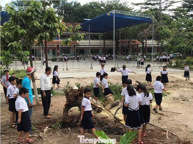 Thêm cây phượng bất ngờ bật gốc, trường tiểu học hú vía ảnh 1