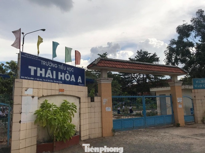 Thêm cây phượng bất ngờ bật gốc, trường tiểu học hú vía ảnh 3