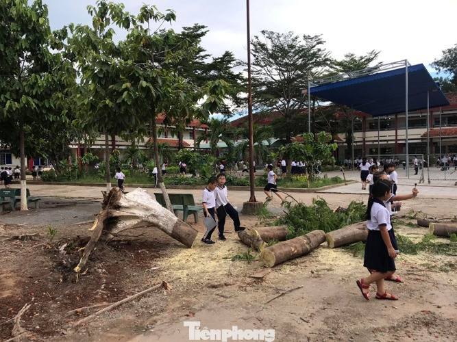 Thêm cây phượng bất ngờ bật gốc, trường tiểu học hú vía ảnh 2