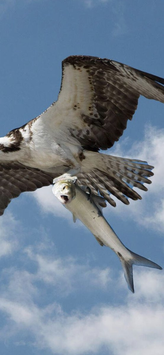 Chim khổng lồ dùng móng vuốt bắt cá lớn trên biển, bay lượn thật ngoạn mục ảnh 1