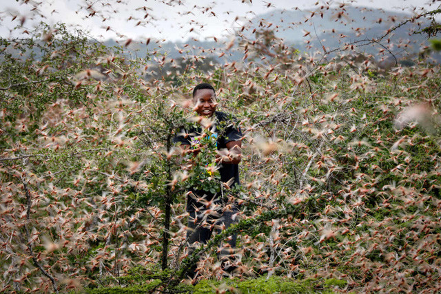 Phát hiện đàn châu chấu từ Trung Quốc 'đổ bộ' vào Điện Biên ảnh 1