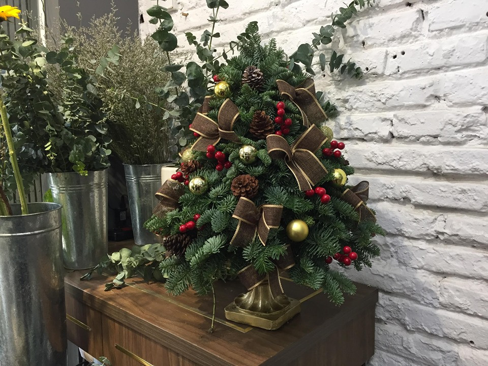 Cây xứ lạnh tiền triệu hút khách trước Noel ảnh 1