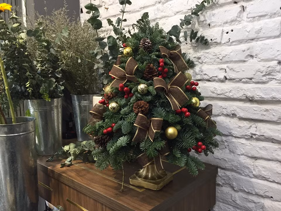 Cây xứ lạnh tiền triệu hút khách trước Noel ảnh 1