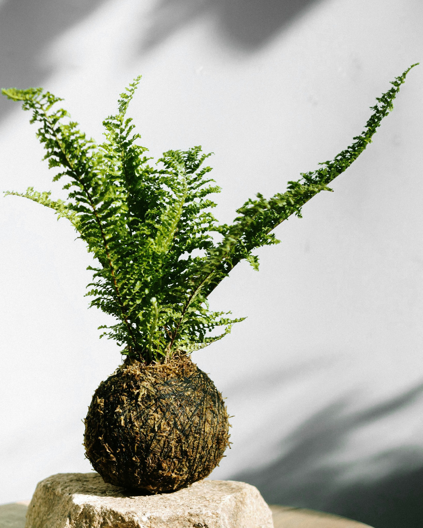 Cặp đôi Nha Trang đem vườn về phố ảnh 4