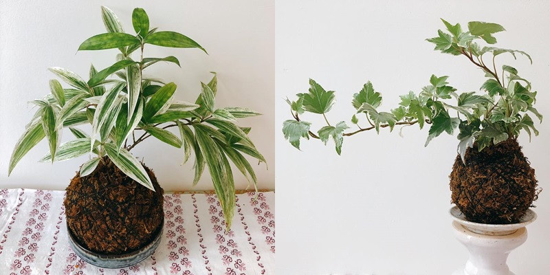 Cặp đôi Nha Trang đem vườn về phố ảnh 3