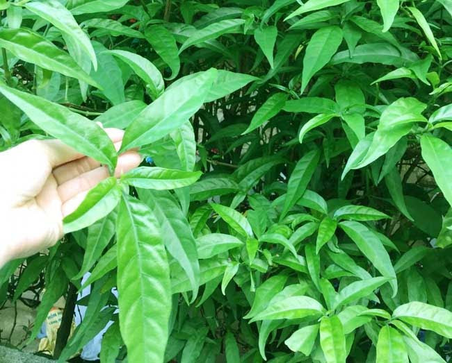 Khớp Đế Vương : Giải pháp hỗ trợ hàng đầu cho bệnh xương khớp ảnh 3