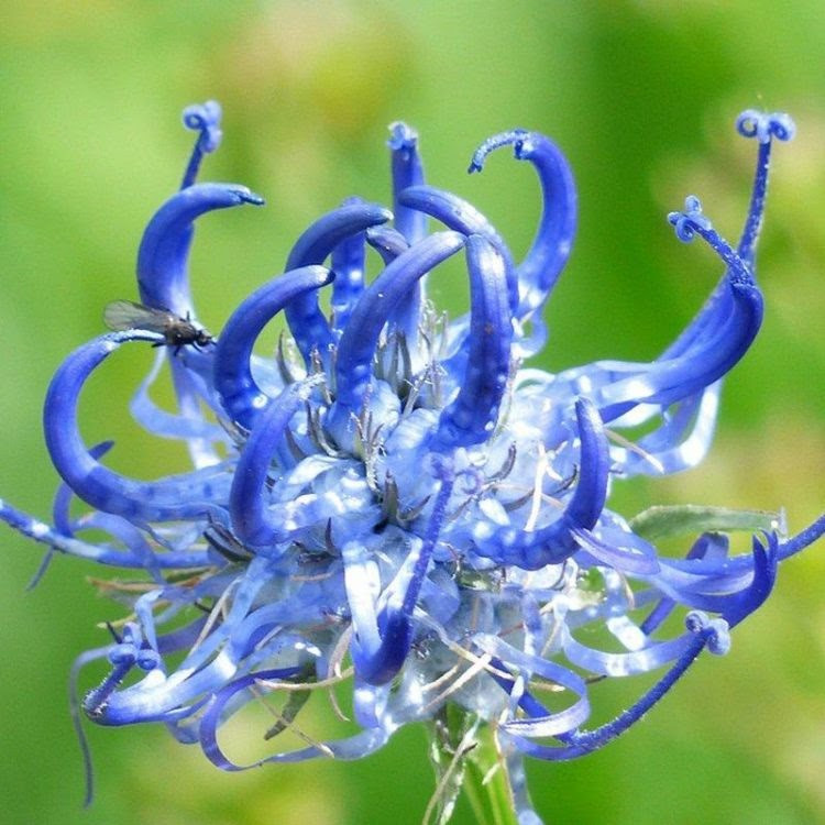 Khớp Đế Vương : Giải pháp hỗ trợ hàng đầu cho bệnh xương khớp ảnh 1