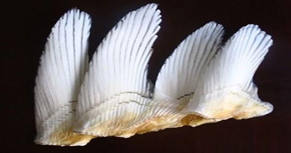 Khớp Đế Vương : Giải pháp hỗ trợ hàng đầu cho bệnh xương khớp ảnh 4