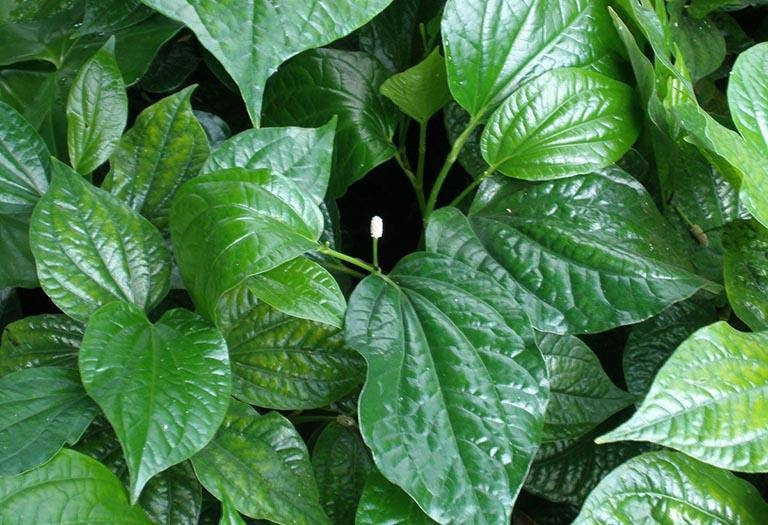 Khớp Đế Vương : Giải pháp hỗ trợ hàng đầu cho bệnh xương khớp ảnh 2