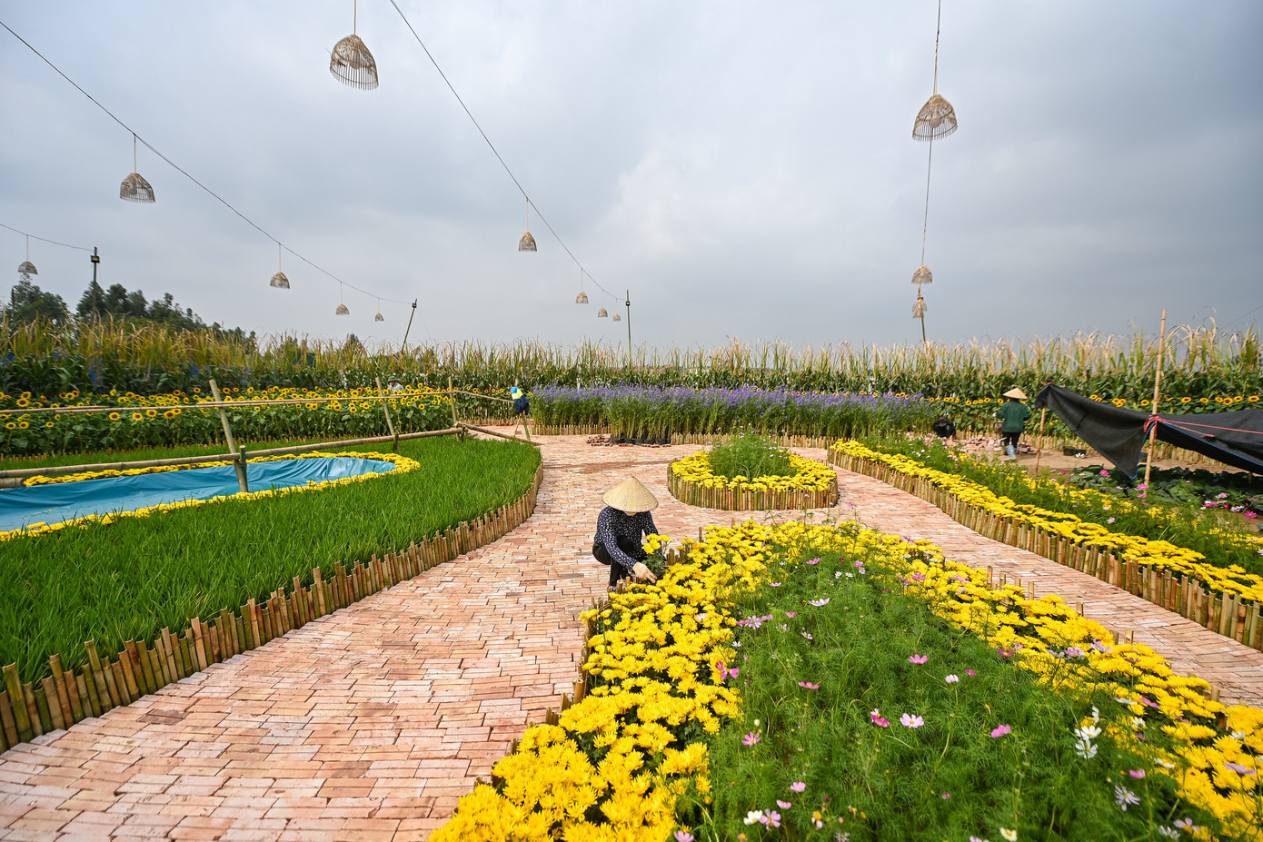 Hé lộ muôn sắc hoa đồng nội hội tụ trên đường hoa xuân Splendora ảnh 1