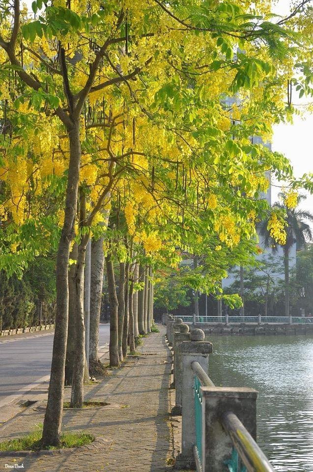 Giới trẻ Hà Nội đổ xô ra hồ Tây “check – in” mùa hoa Muồng hoàng yến ảnh 1