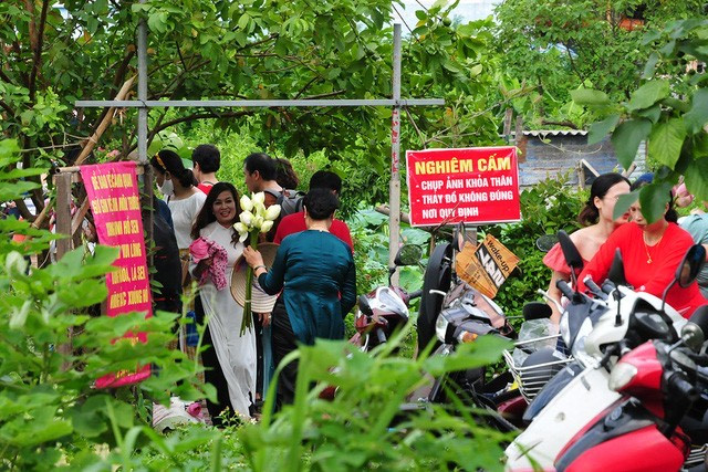 Sen hồ Tây nở rộ, thu hút người dân Hà Thành check-in, mặc nắng nóng ảnh 3