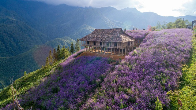 Đồi hoa nhuộm tím Sa Pa: Mở cửa miễn phí, thích “sống ảo” đến đây là chuẩn không cần chỉnh ảnh 1