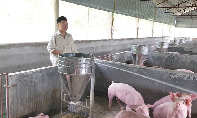 Trải qua rất nhiều khó khăn trong lúc nuôi lợn giúp Tuyển có thêm nhiều kinh nghiệm chăn nuôi quý báu. Cất tấm bằng đại học, chàng trai rời thành phố về quê mở trang trại “tiền tỷ“ ảnh 2
