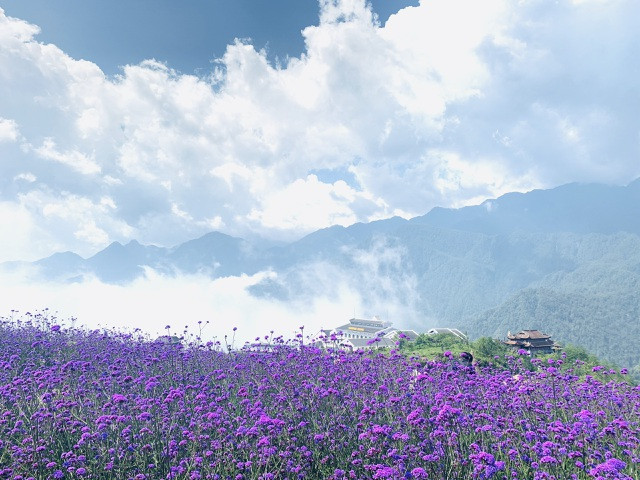 Đồi hoa nhuộm tím Sa Pa: Mở cửa miễn phí, thích “sống ảo” đến đây là chuẩn không cần chỉnh ảnh 9