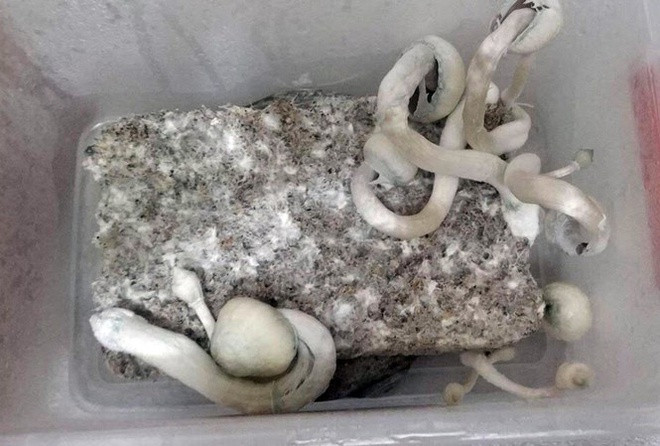 Sắc màu SV 25/6: Ngắm 9X Bách khoa xinh xắn, học giỏi; tệ nạn “nấm thần” bủa vây giới trẻ ảnh 5