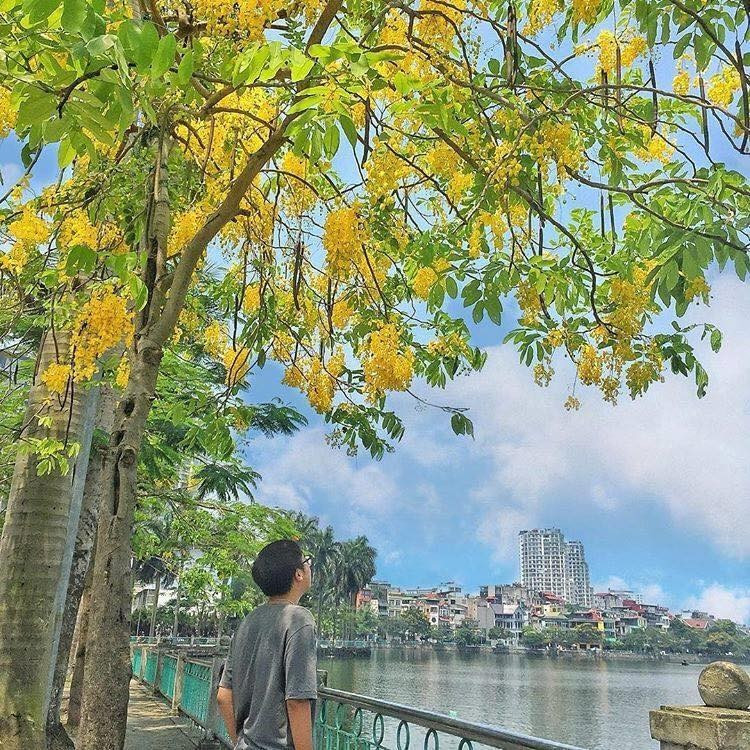 Giới trẻ Hà Nội đổ xô ra hồ Tây “check – in” mùa hoa Muồng hoàng yến ảnh 7