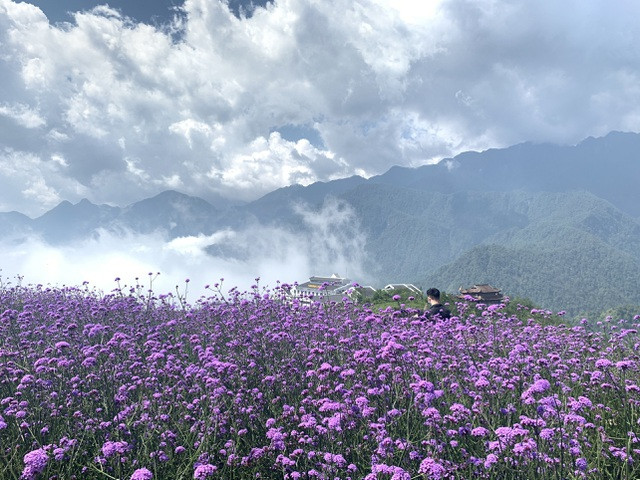 Đồi hoa nhuộm tím Sa Pa: Mở cửa miễn phí, thích “sống ảo” đến đây là chuẩn không cần chỉnh ảnh 3