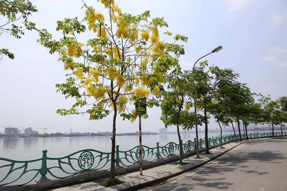 Giới trẻ Hà Nội đổ xô ra hồ Tây “check – in” mùa hoa Muồng hoàng yến ảnh 8