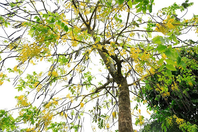 Giới trẻ Hà Nội đổ xô ra hồ Tây “check – in” mùa hoa Muồng hoàng yến ảnh 2