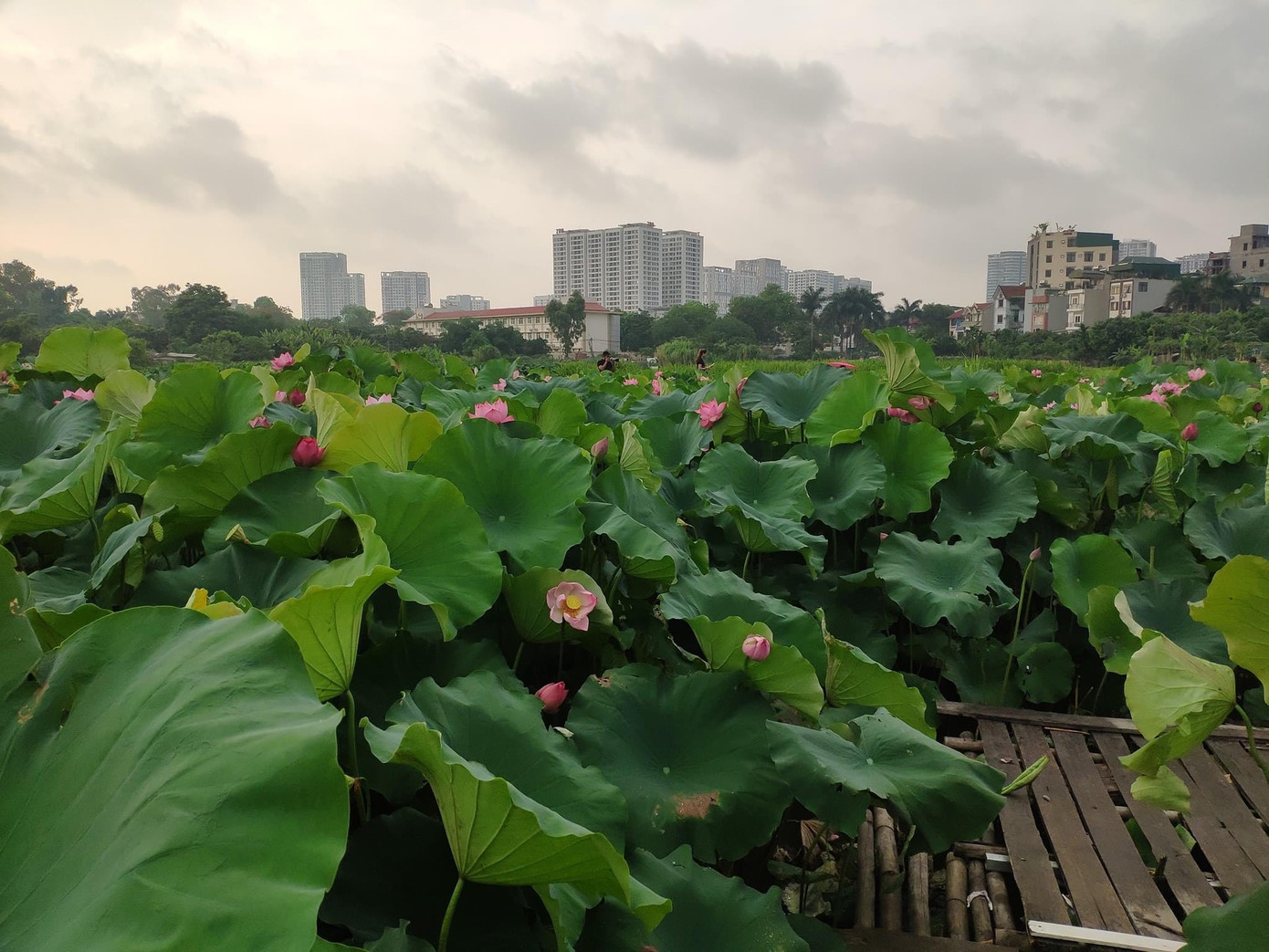 Sen hồ Tây nở rộ, thu hút người dân Hà Thành check-in, mặc nắng nóng ảnh 1