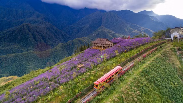 Đồi hoa nhuộm tím Sa Pa: Mở cửa miễn phí, thích “sống ảo” đến đây là chuẩn không cần chỉnh ảnh 2