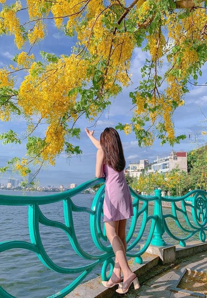 Giới trẻ Hà Nội đổ xô ra hồ Tây “check – in” mùa hoa Muồng hoàng yến ảnh 6