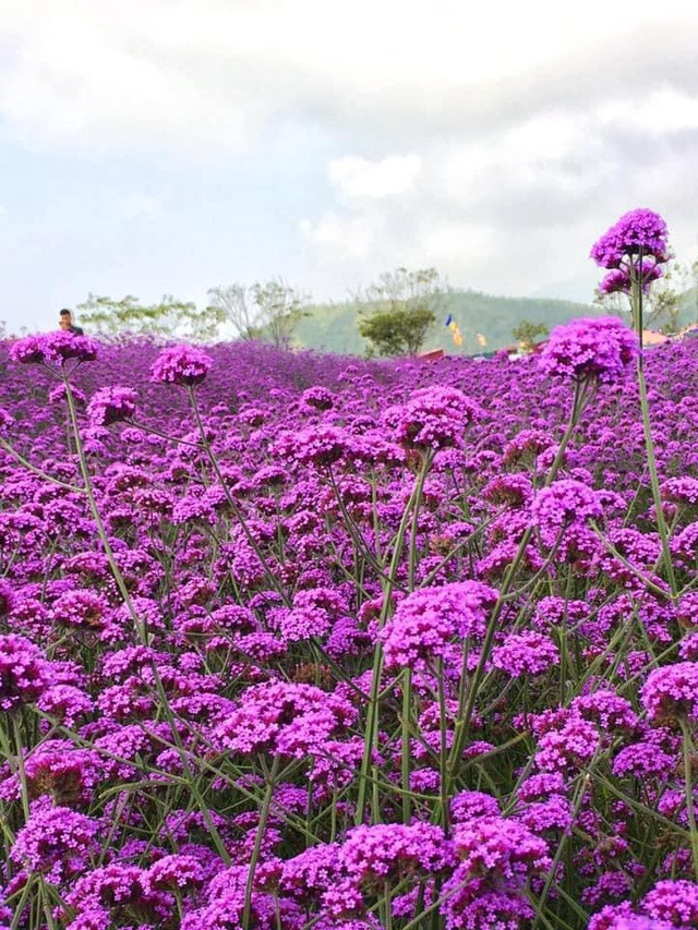 Đồi hoa nhuộm tím Sa Pa: Mở cửa miễn phí, thích “sống ảo” đến đây là chuẩn không cần chỉnh ảnh 4