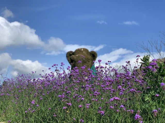 Đồi hoa nhuộm tím Sa Pa: Mở cửa miễn phí, thích “sống ảo” đến đây là chuẩn không cần chỉnh ảnh 10