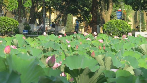 Muôn kiểu sắc màu hoa sen tại khuôn viên giảng đường rộng nhất Việt Nam ảnh 3