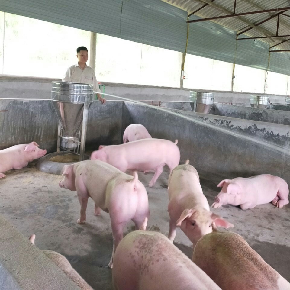 Đức Tuyển bên đàn lợn thịt trong trang trại. Cất tấm bằng đại học, chàng trai rời thành phố về quê mở trang trại “tiền tỷ“ ảnh 1