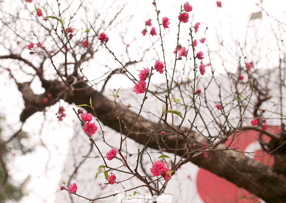 Chiêm ngưỡng cây đào “khủng” giá 100 triệu ở Thủ đô ảnh 6