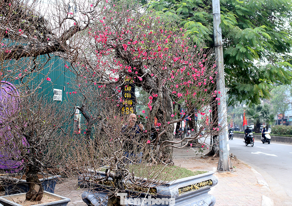Chiêm ngưỡng cây đào “khủng” giá 100 triệu ở Thủ đô ảnh 15