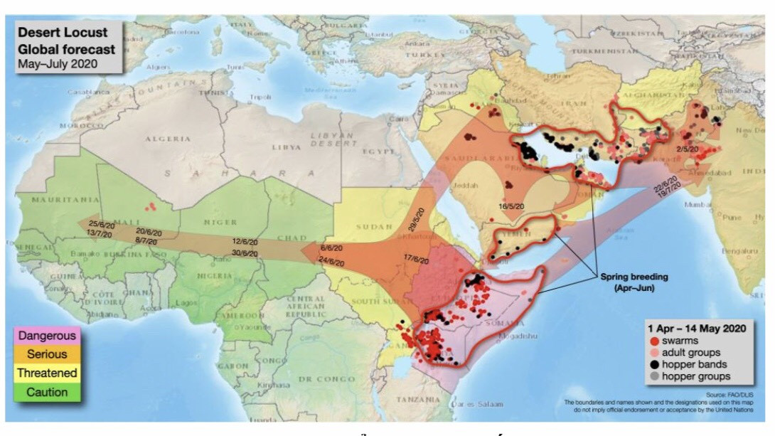 Nguy cơ châu chấu sa mạc tấn công, Việt Nam lên kịch bản dùng radar, máy bay ứng phó ảnh 2