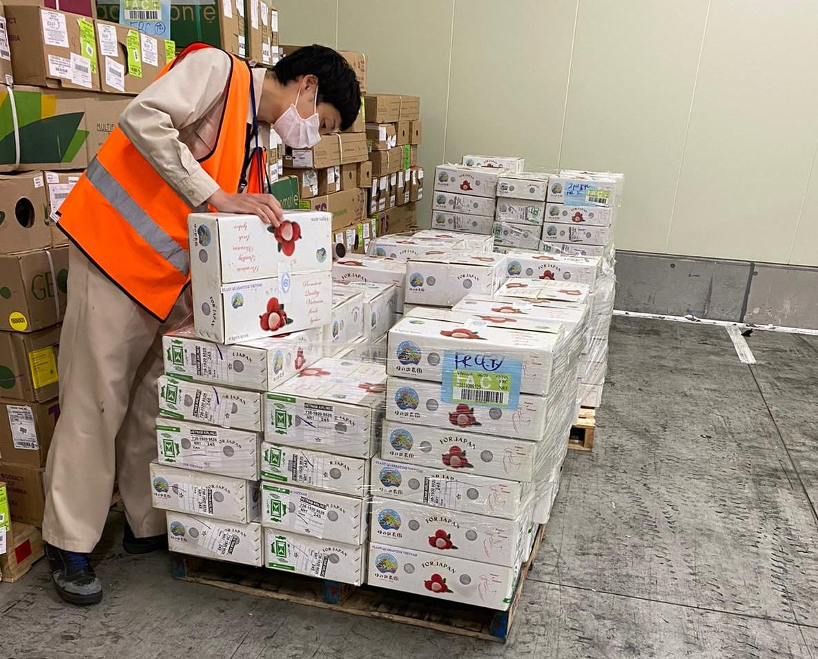 Việt Nam xuất khẩu lô vải thiều đầu tiên sang Nhật Bản ảnh 1