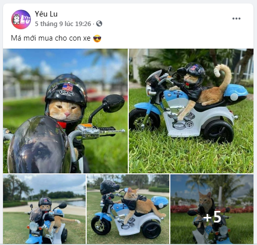 Khám phá Yêu Lu – Fanpage triệu like dành cho những người đam mê thú cưng ảnh 3