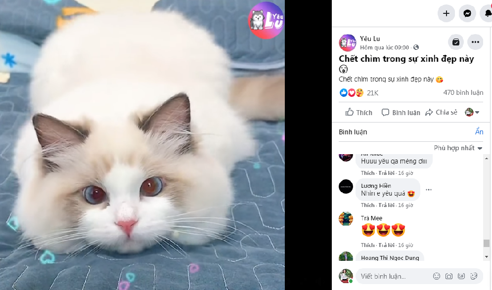 Khám phá Yêu Lu – Fanpage triệu like dành cho những người đam mê thú cưng ảnh 2