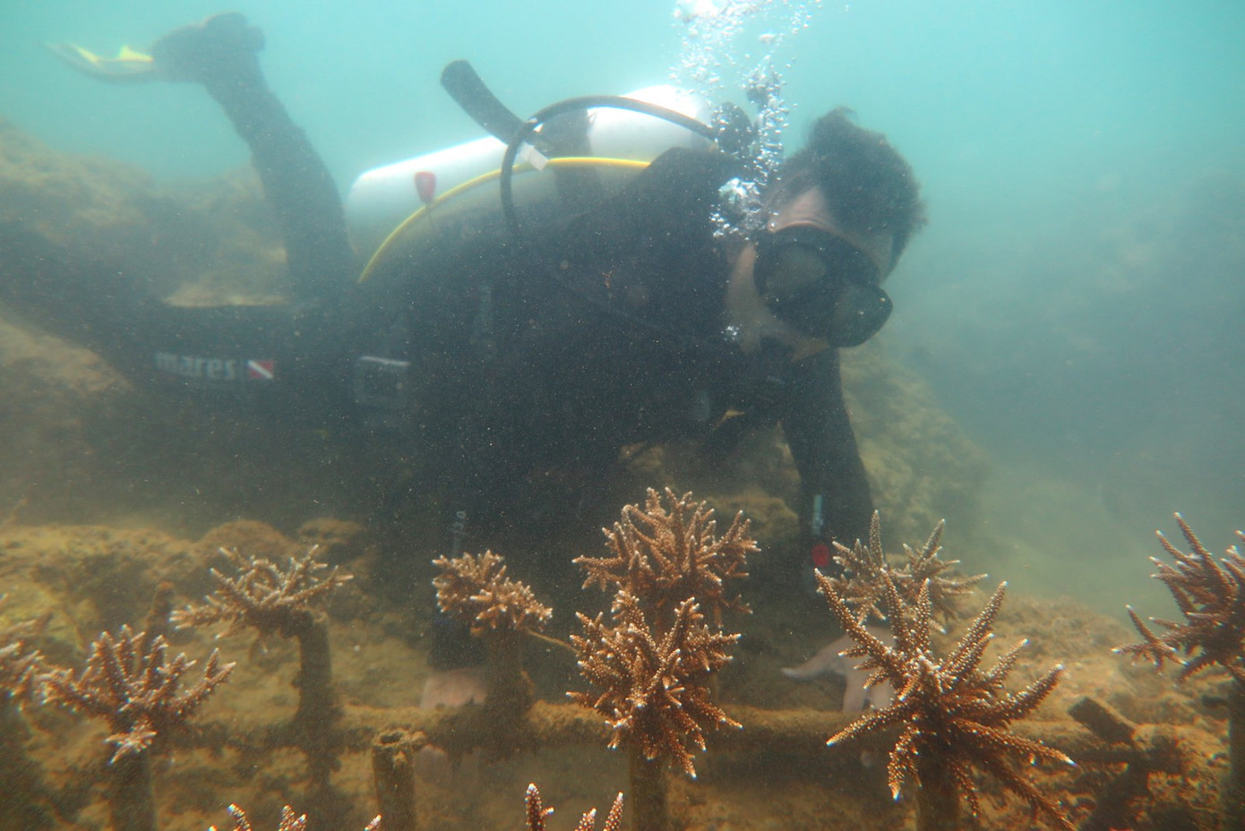 KDI Holdings đầu tư 15 tỷ đồng tái sinh san hô tại Nha Trang ảnh 3