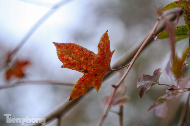 Đẹp ngỡ ngàng với hàng phong thay lá đỏ giữa Hà Nội ảnh 6