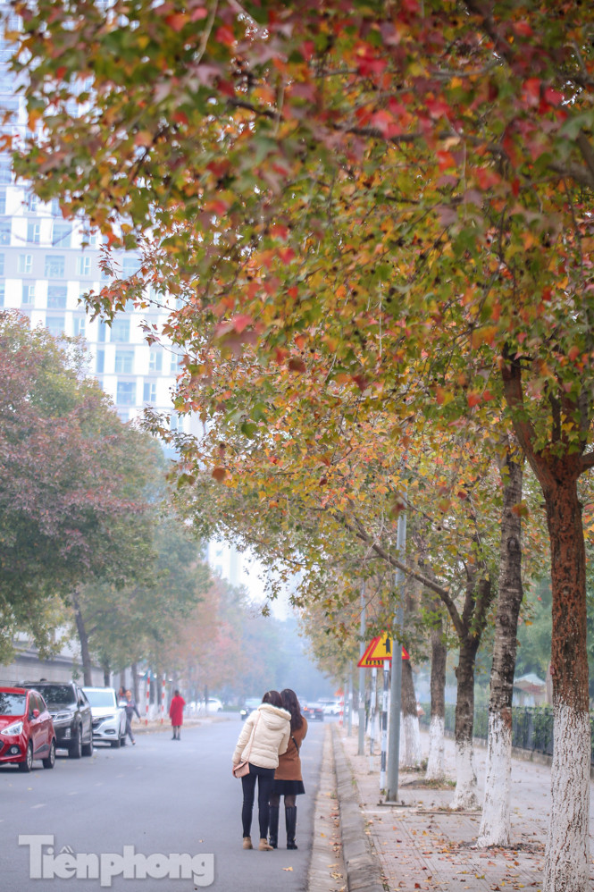 Đẹp ngỡ ngàng với hàng phong thay lá đỏ giữa Hà Nội ảnh 7