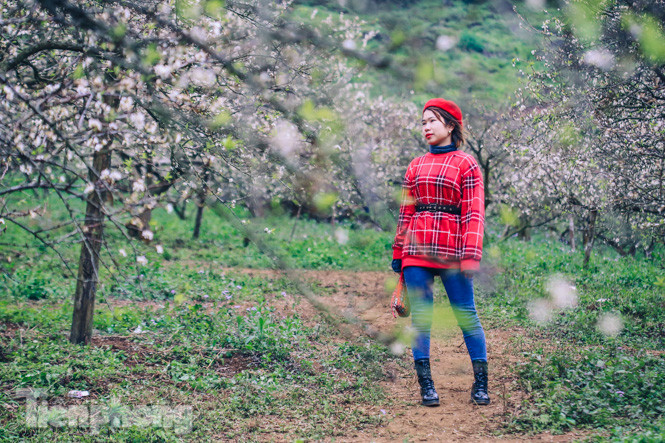 Mê mẩn mùa hoa mận nở trắng trời Mộc Châu ảnh 10