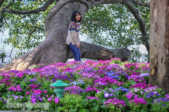 Hà Nội rực rỡ hoa chào mừng Đại hội Đảng lần thứ XIII ảnh 10